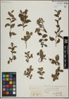 Foto von Salix herbacea L. x Salix lapponum L.